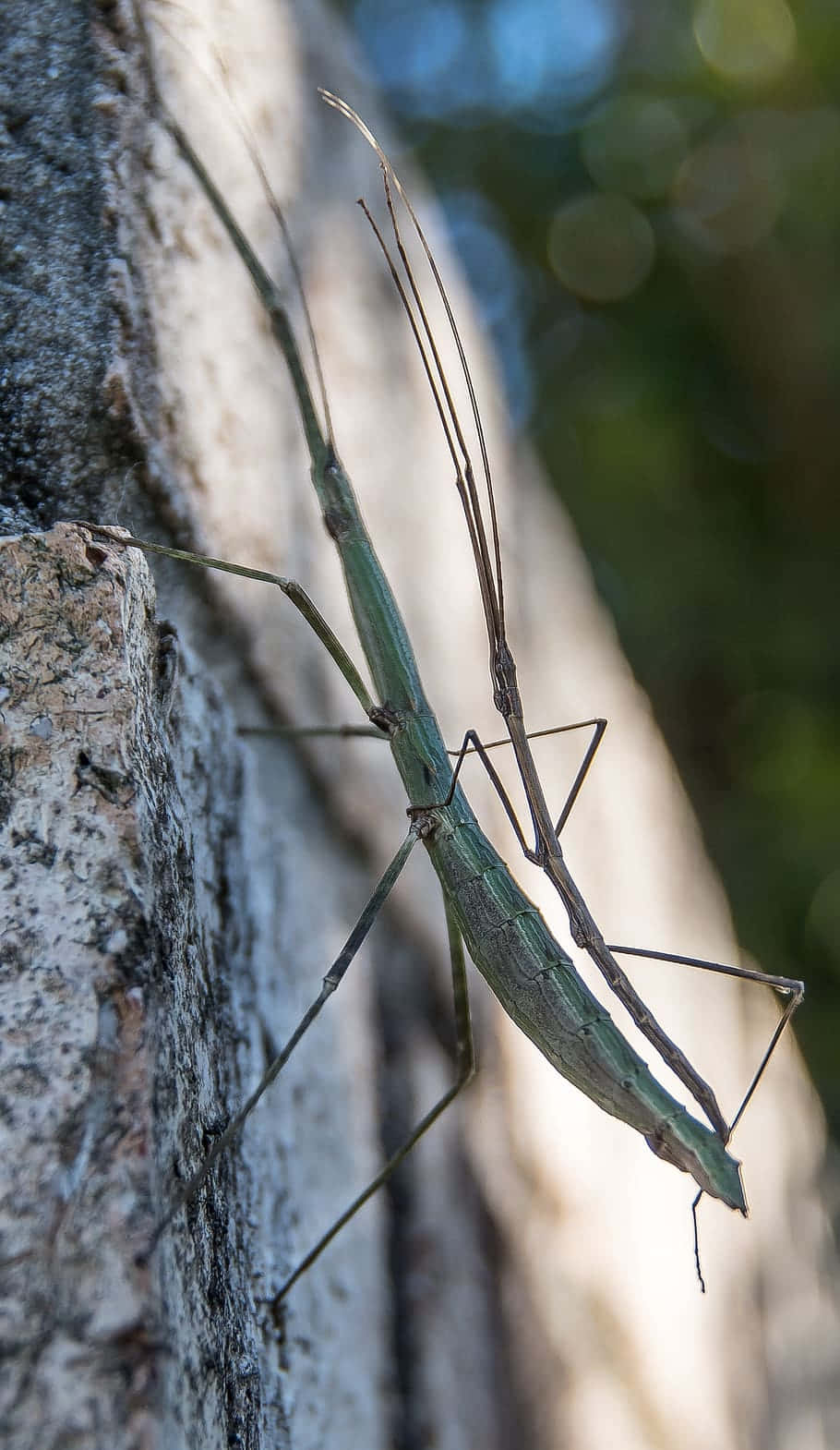 Walkingstick Insect Camouflage Wallpaper