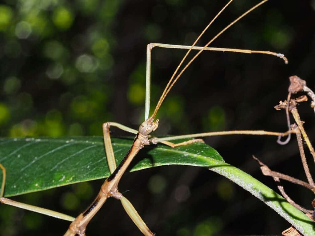 Walkingstick Insect Camouflage Wallpaper