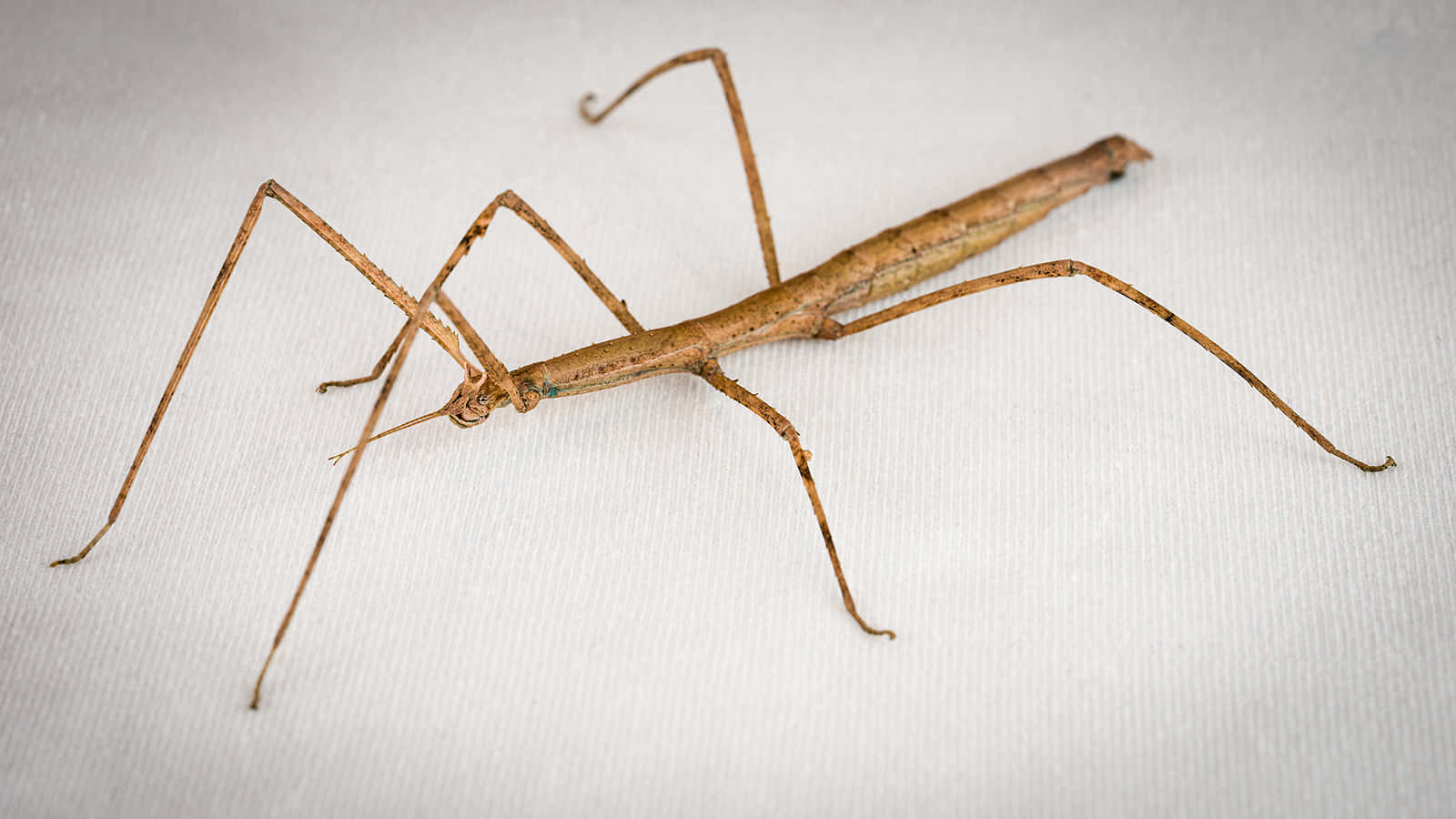 Walkingstick Insect Camouflage Wallpaper