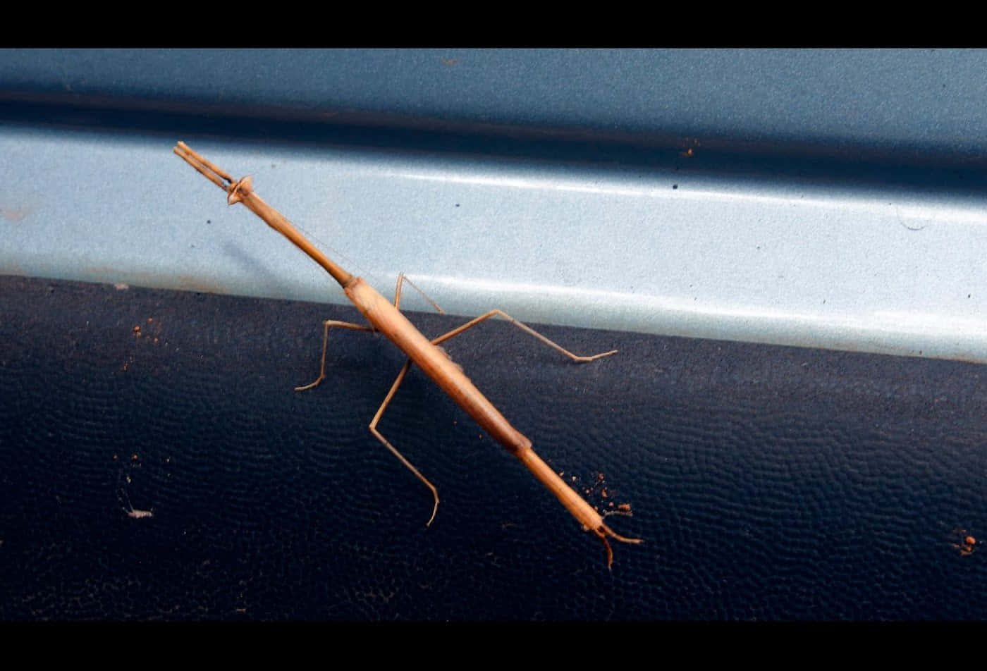 Walkingstick Insect On Car Bumper Wallpaper