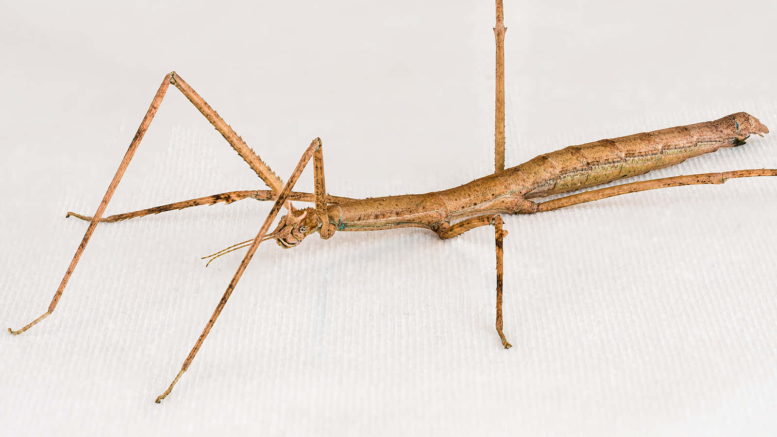 Walkingstick Insect Profile Wallpaper