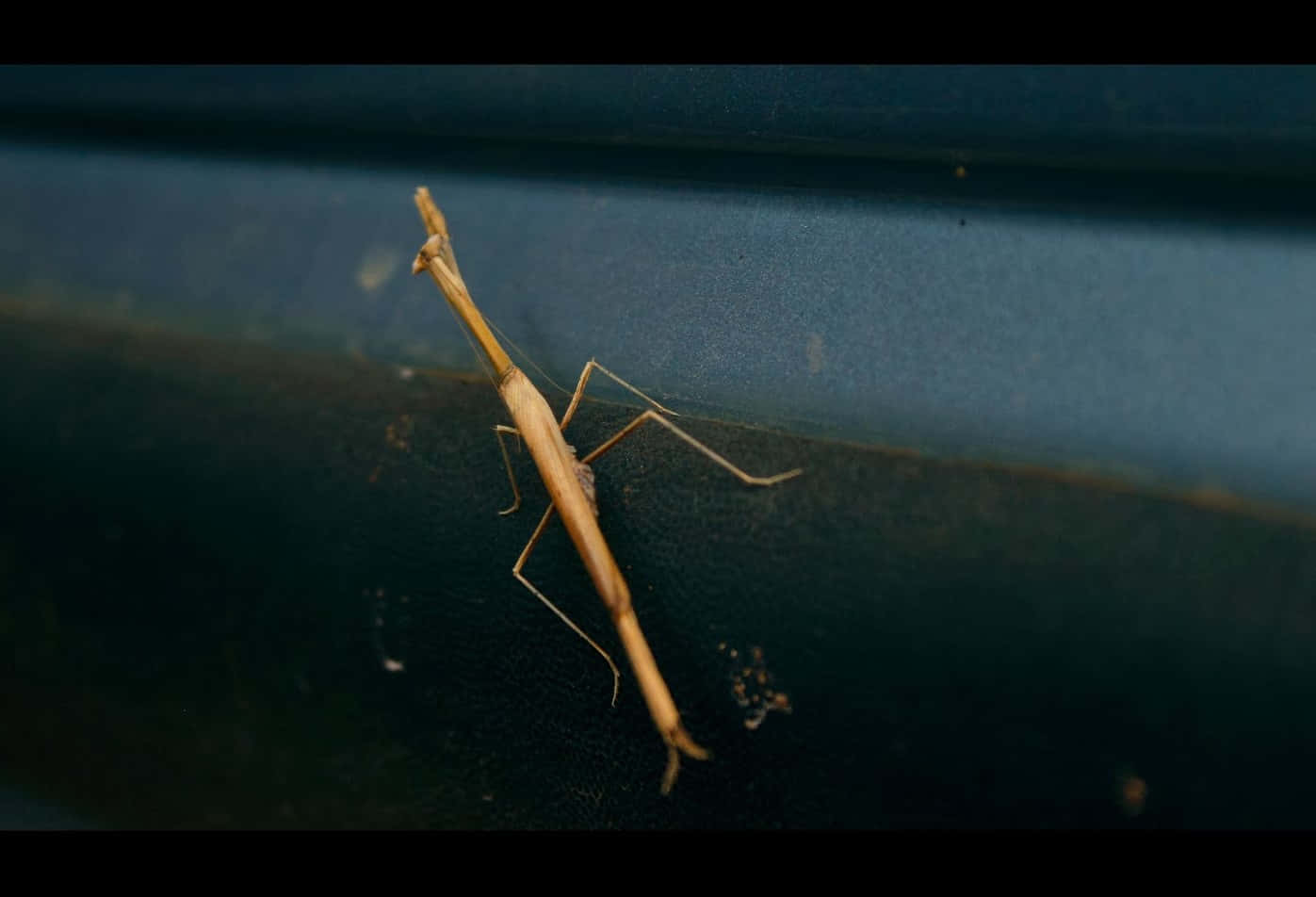 Walkingstick Insecton Car Wallpaper