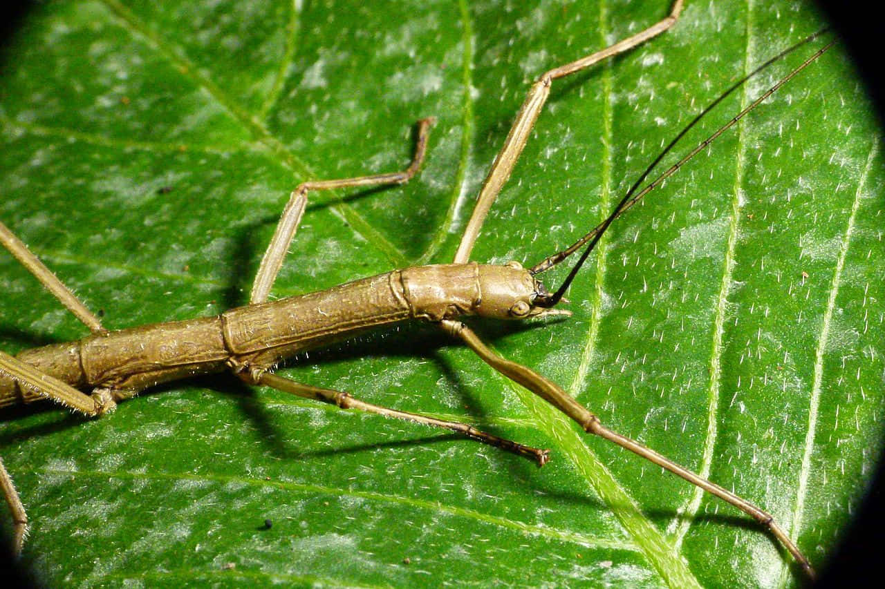 Walkingstick Insecton Leaf Wallpaper