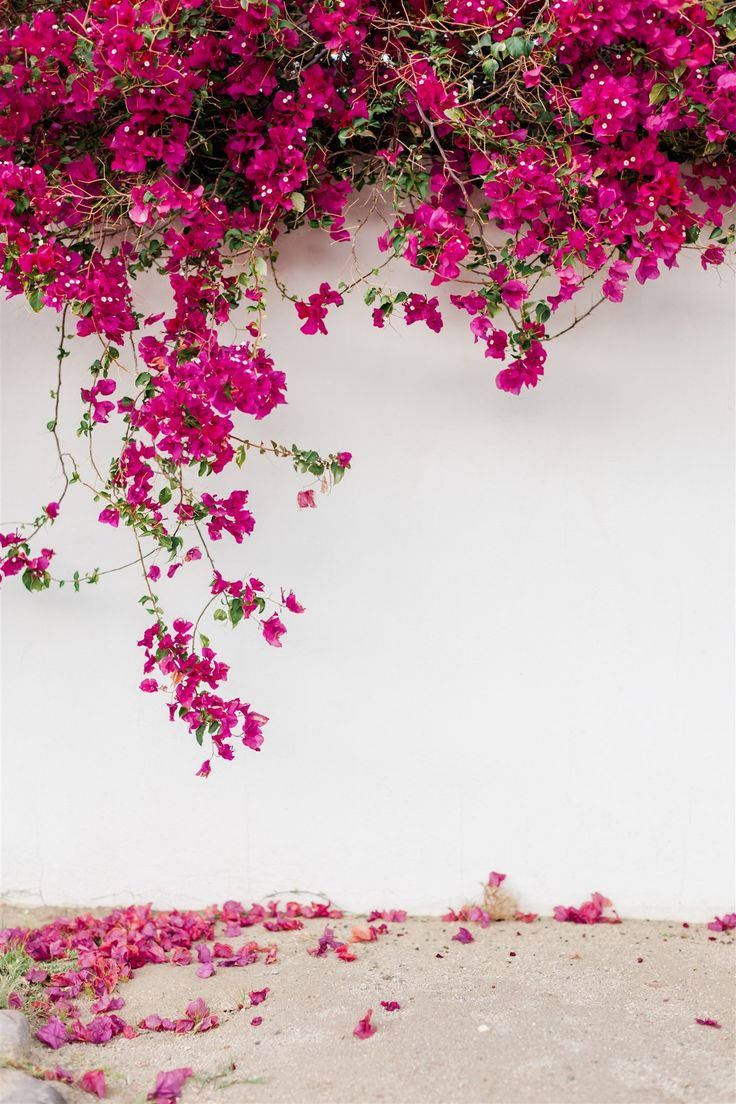 Wall Bougainvillea Flowers Background Wallpaper