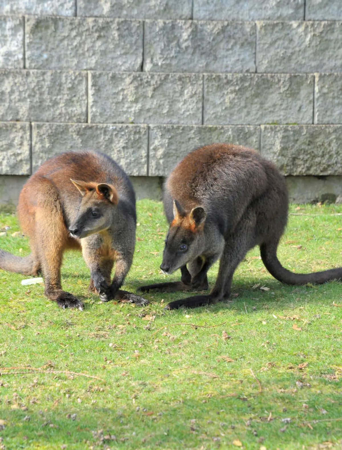 Wallabies Grazing Grass Wallpaper