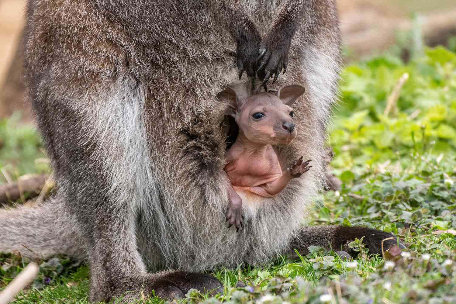 Wallaby Joey Peeking From Pouch Wallpaper