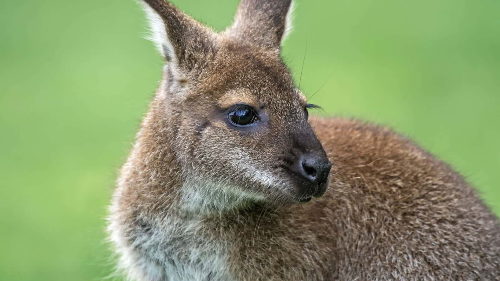 Wallaby Portrait Green Background.jpg Wallpaper