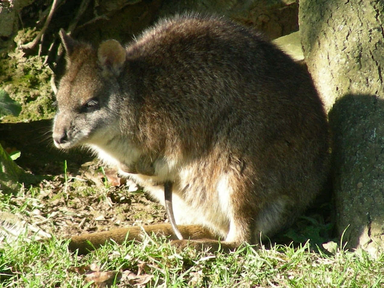 Wallaby Restingin Sunshine Wallpaper