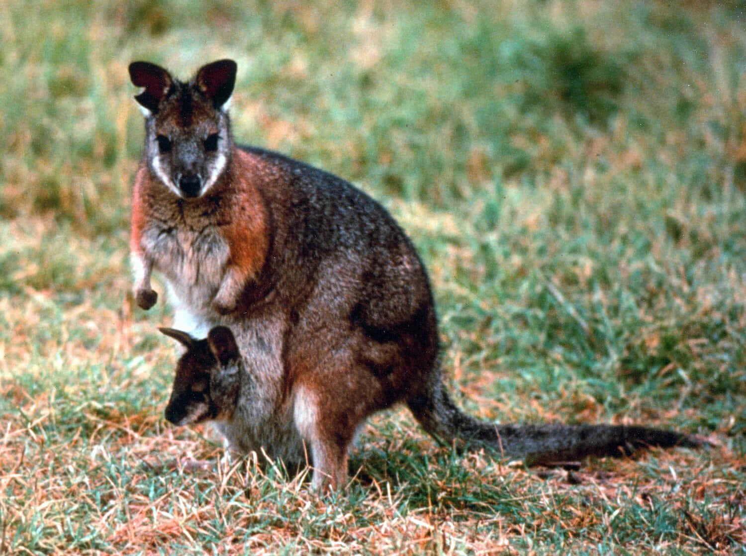 Wallaby With Joey In Pouch Wallpaper