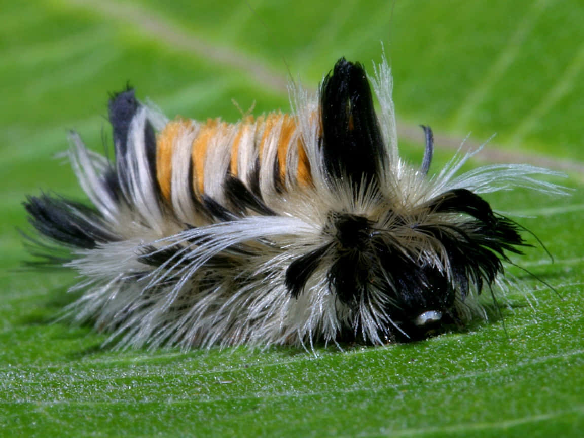 Watch A Caterpillar Transform Into A Beautiful Butterfly Wallpaper