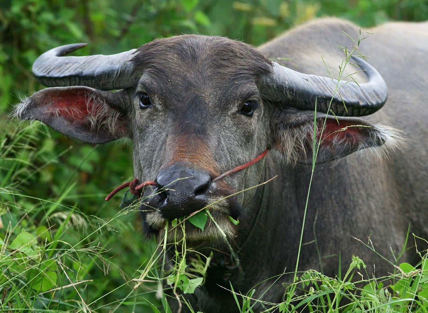 Water Buffalo Grazingin Greenery Wallpaper