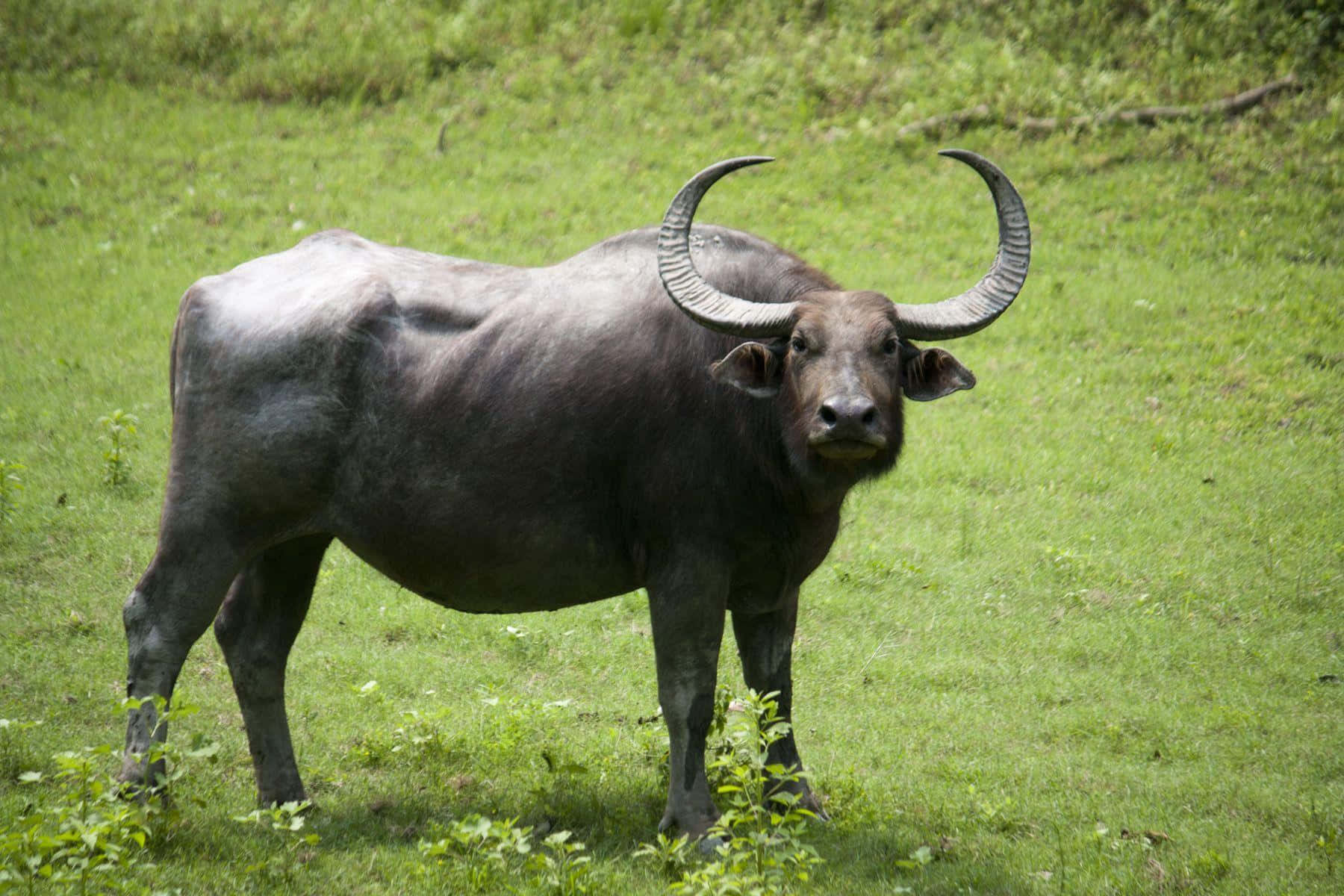 Water Buffalo Standingin Green Field.jpg Wallpaper