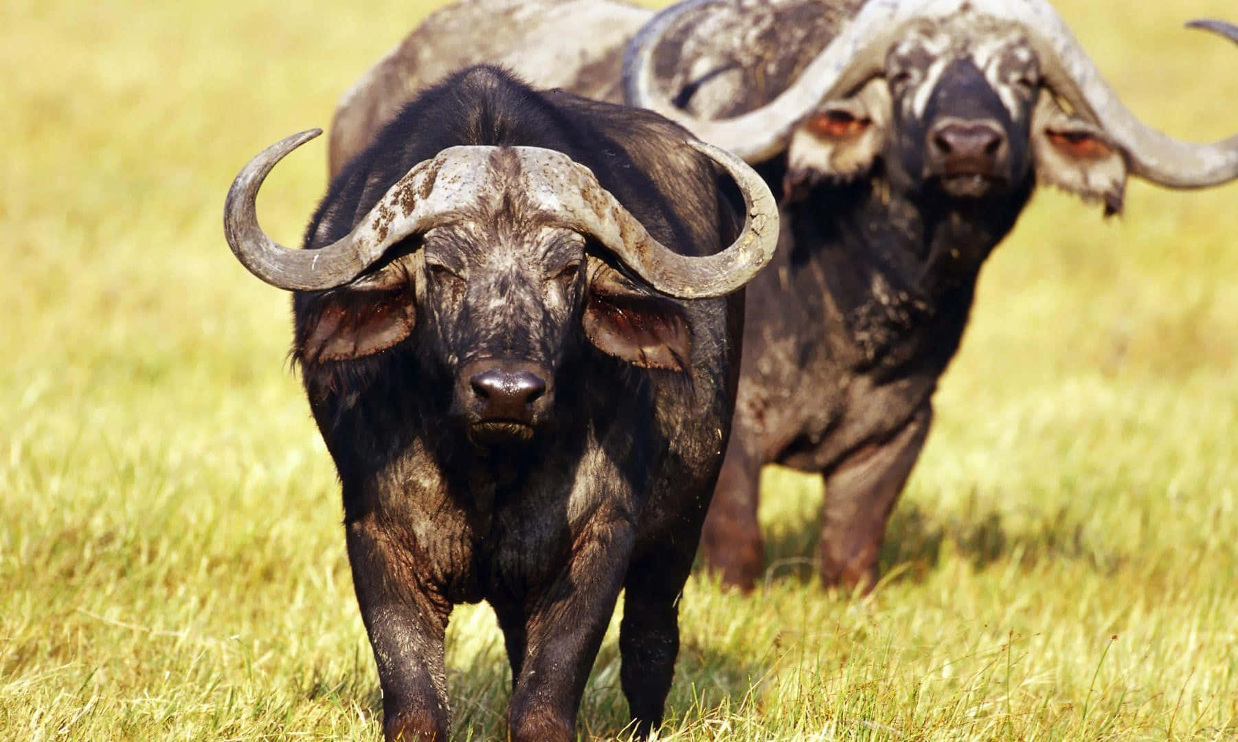 Water Buffaloesin Grassland.jpg Wallpaper