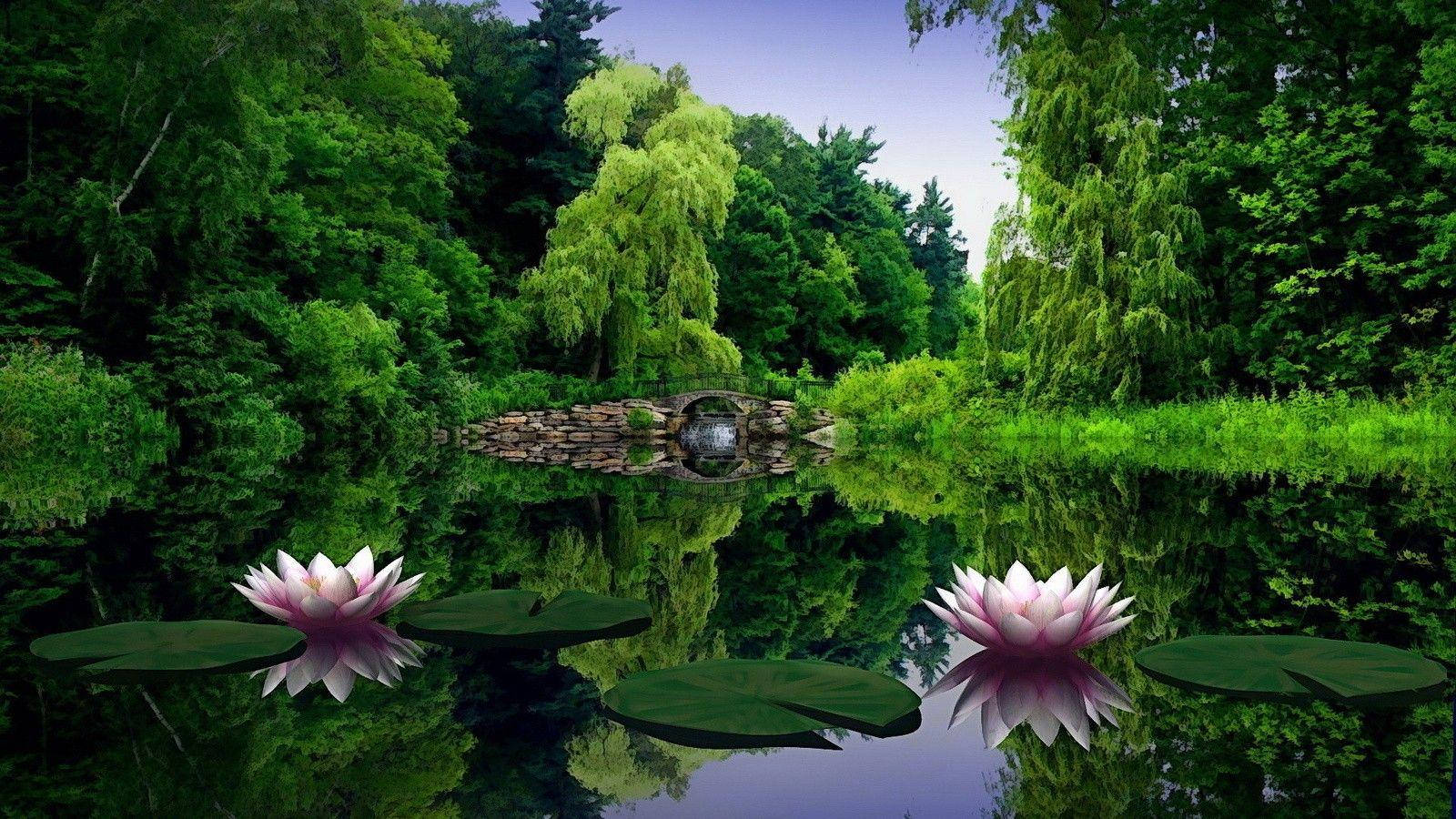 Water Lilies Full Hd 1600x900 Wallpaper