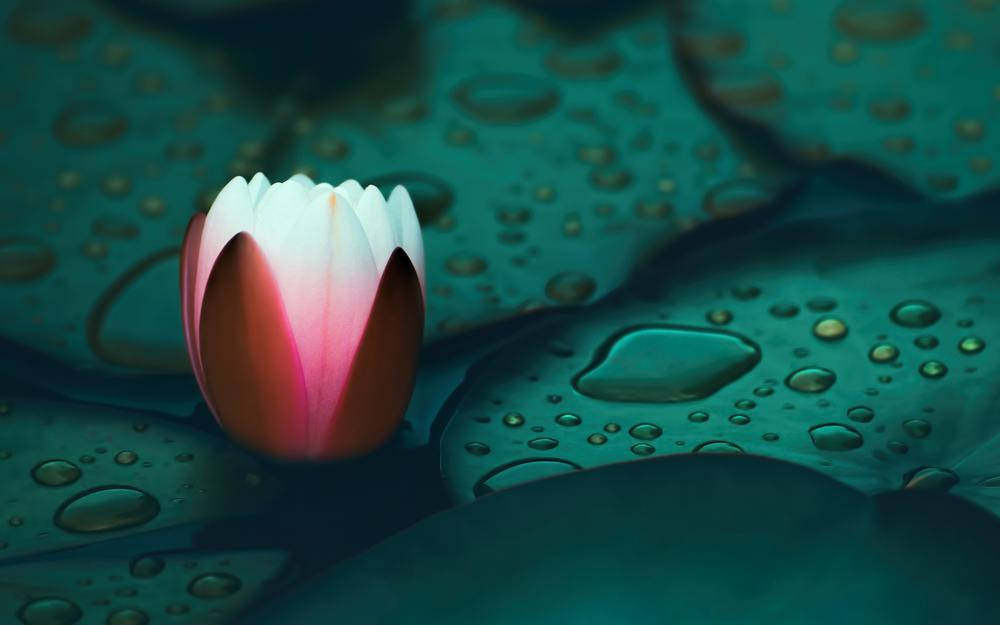 Water Lily In A Bud Wallpaper