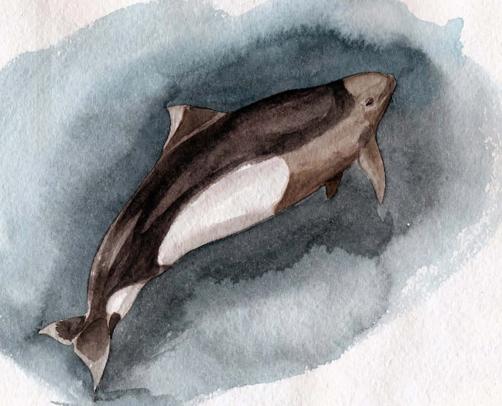 Watercolor Dalls Porpoise Artwork Wallpaper