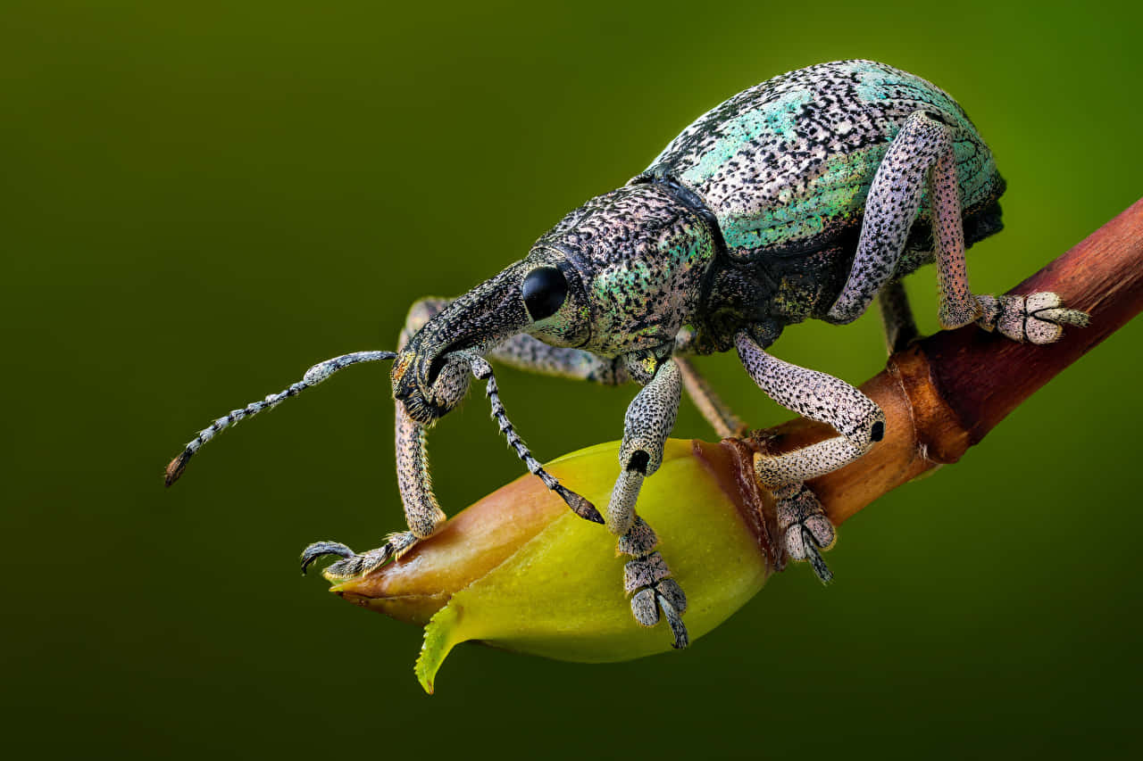 Weevilon Bud Macro Photography Wallpaper