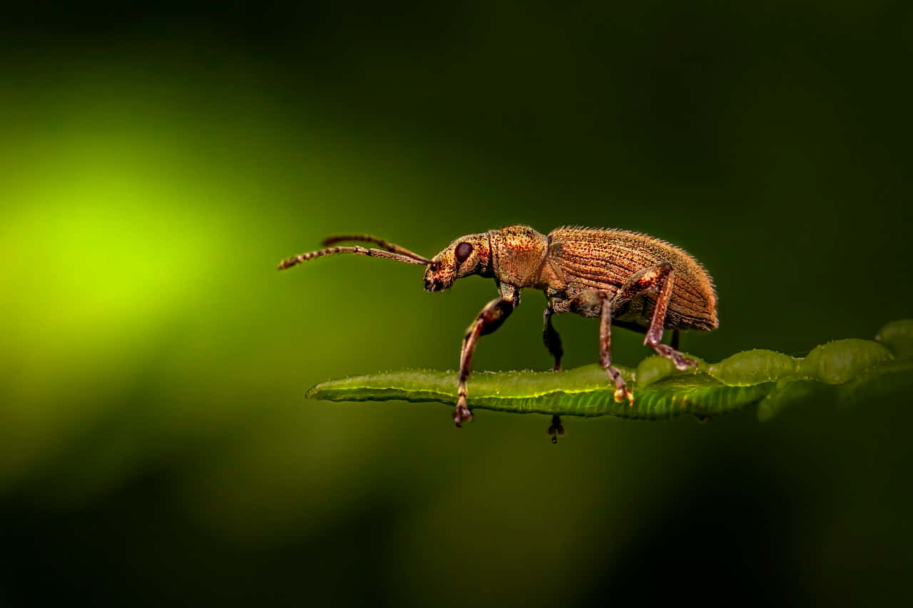 Weevilon Green Leaf Wallpaper