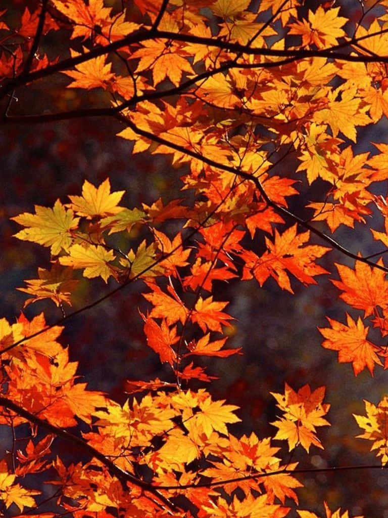 Welcome To The Fall Season With A New Ipad Wallpaper