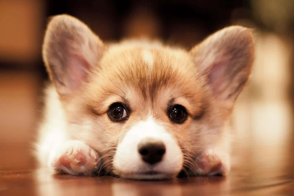 Welsh Cute Corgi Puppy Wallpaper