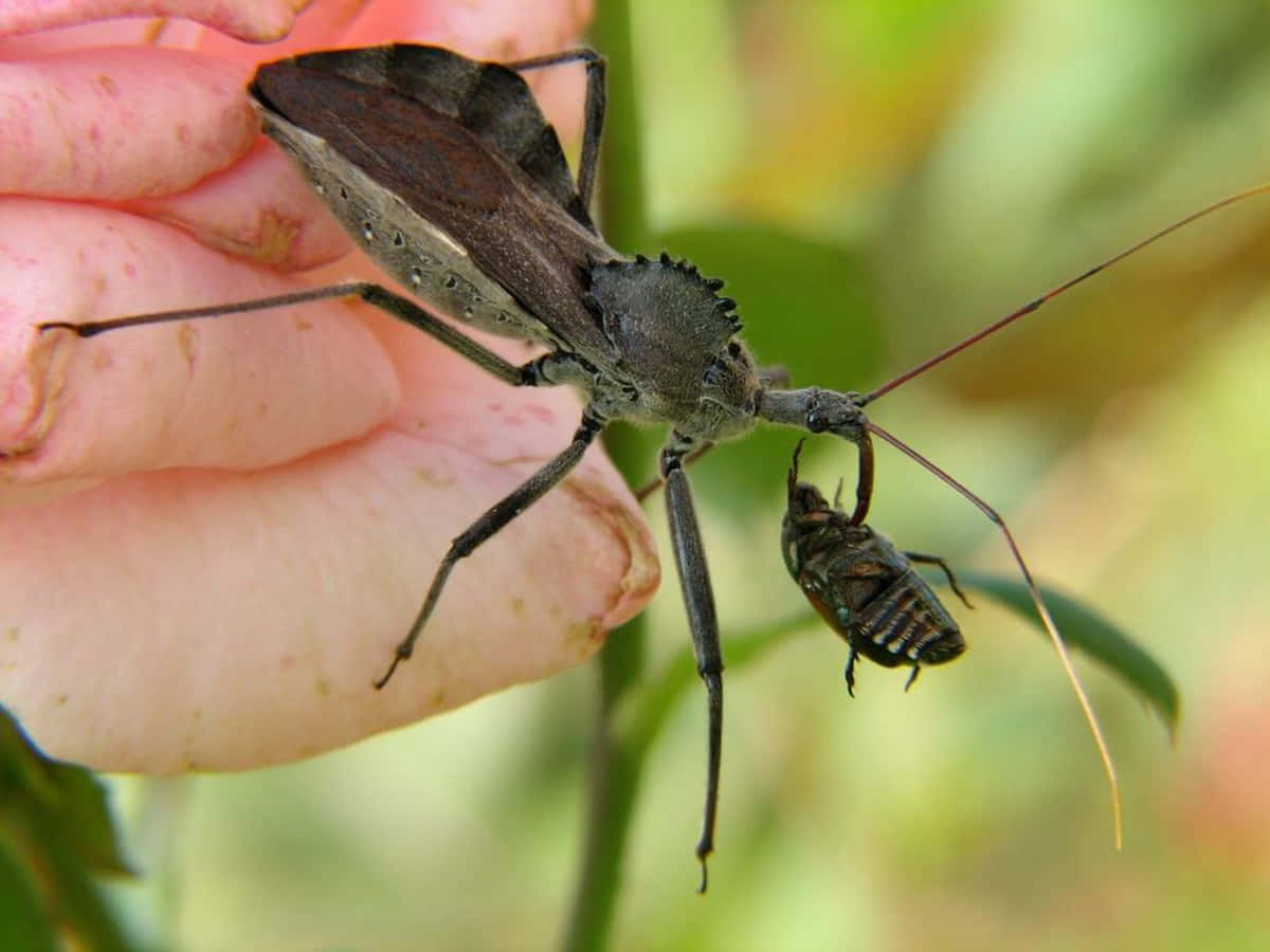 Wheel Bug Feedingon Prey Wallpaper