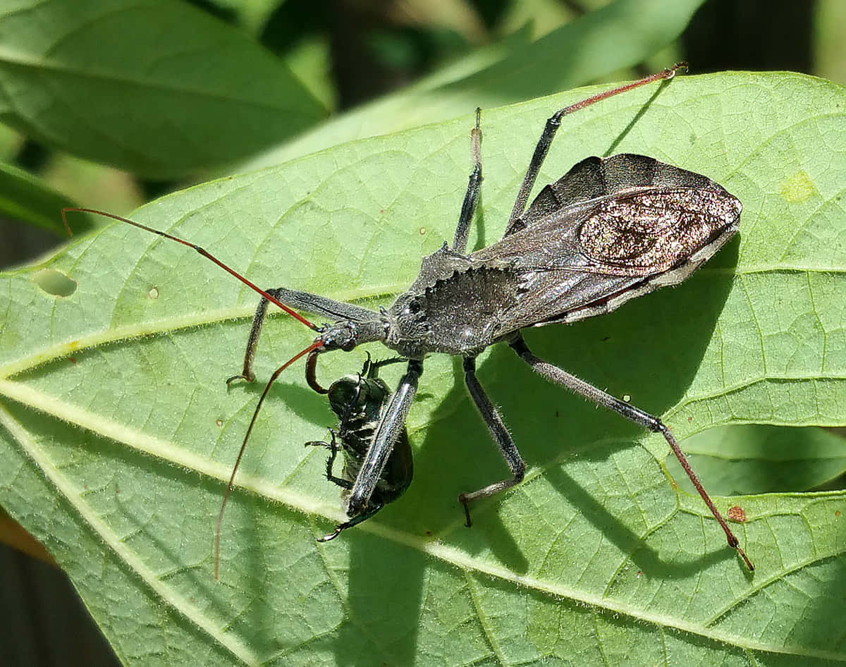 Wheel Bug Feedingon Prey Wallpaper