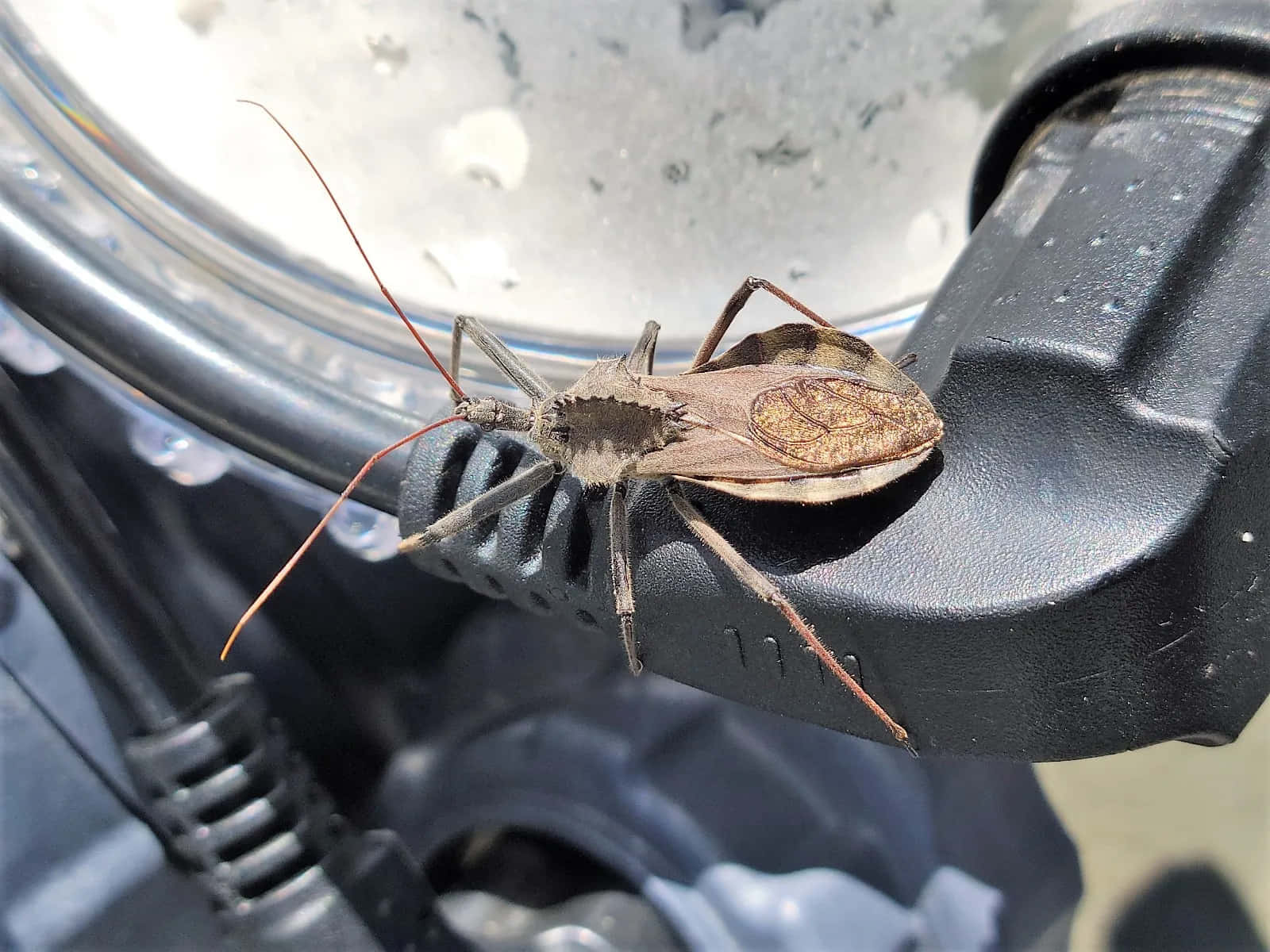 Wheel Bug On Black Surface.jpg Wallpaper