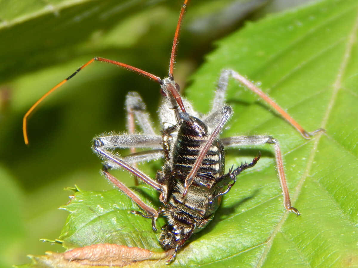 Wheel Bug On Green Leaf Wallpaper