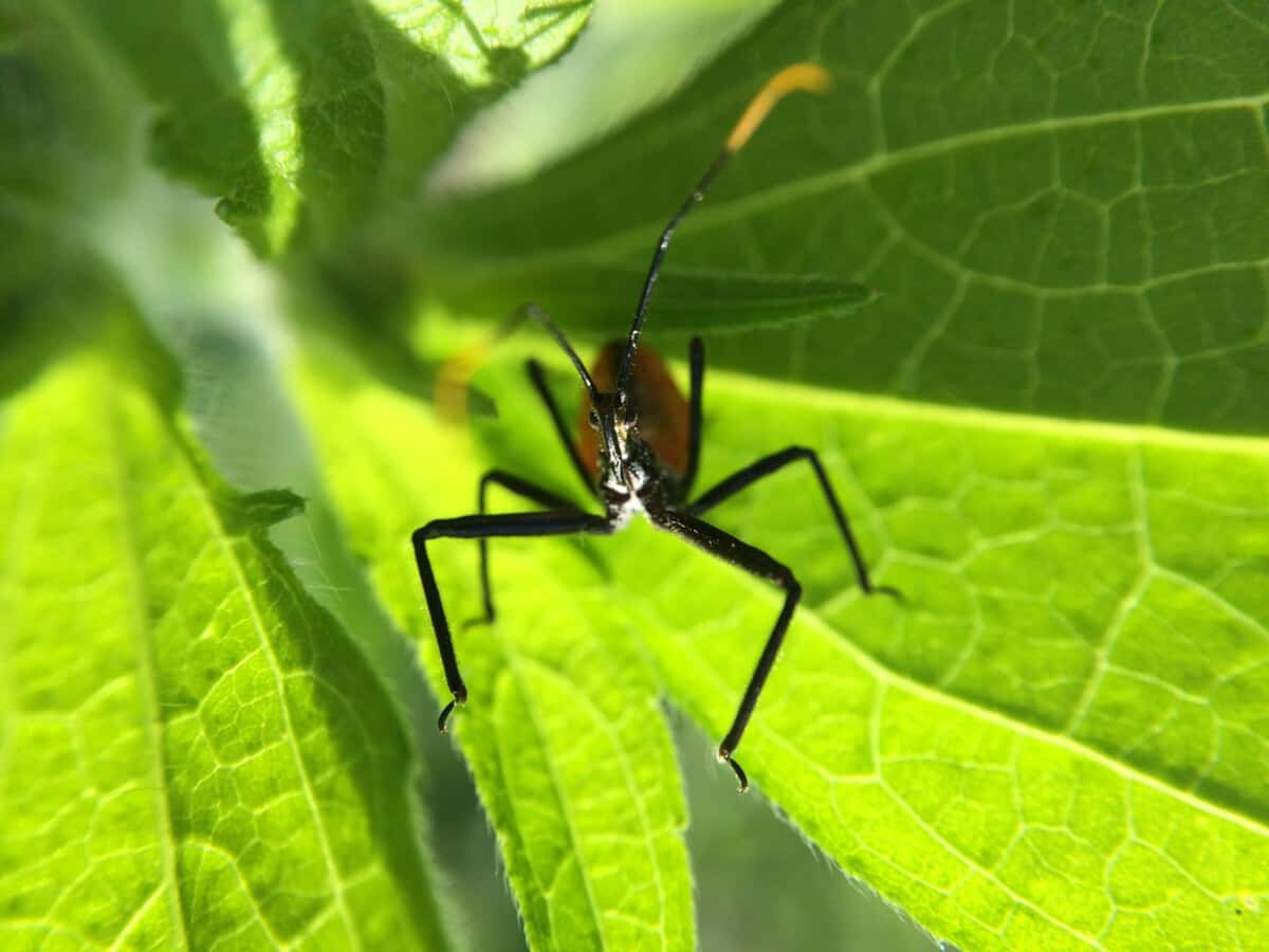 Wheel Bug On Green Leaf Wallpaper