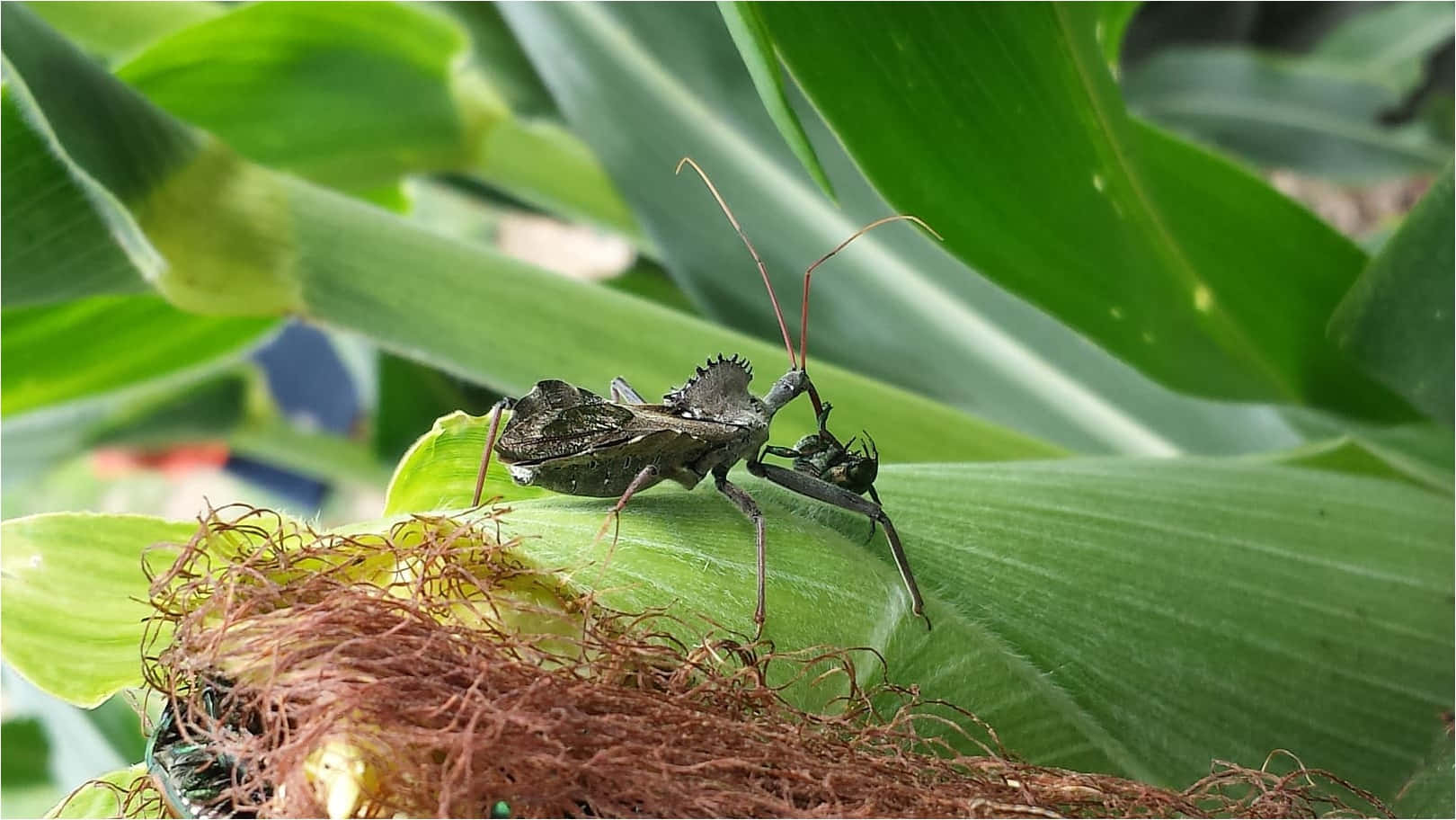 Wheel Bug On Green Leaf.jpg Wallpaper