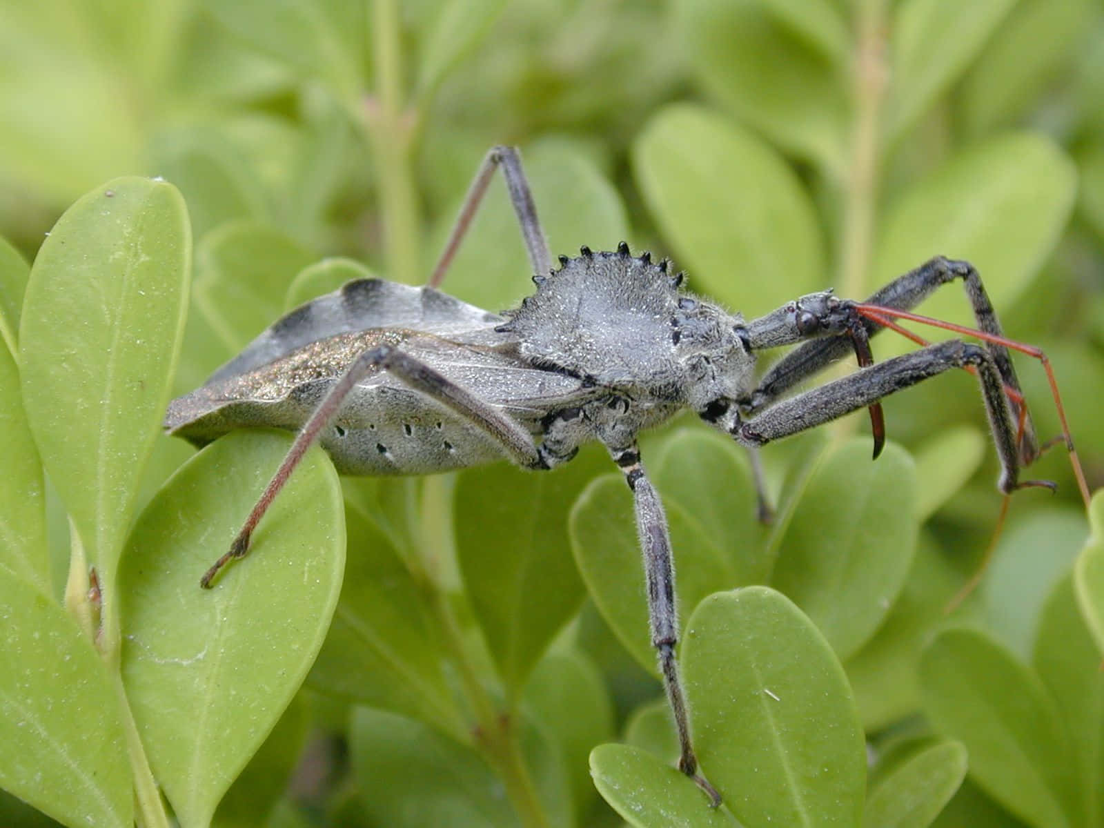 Wheel Bug On Green Leaves.jpg Wallpaper