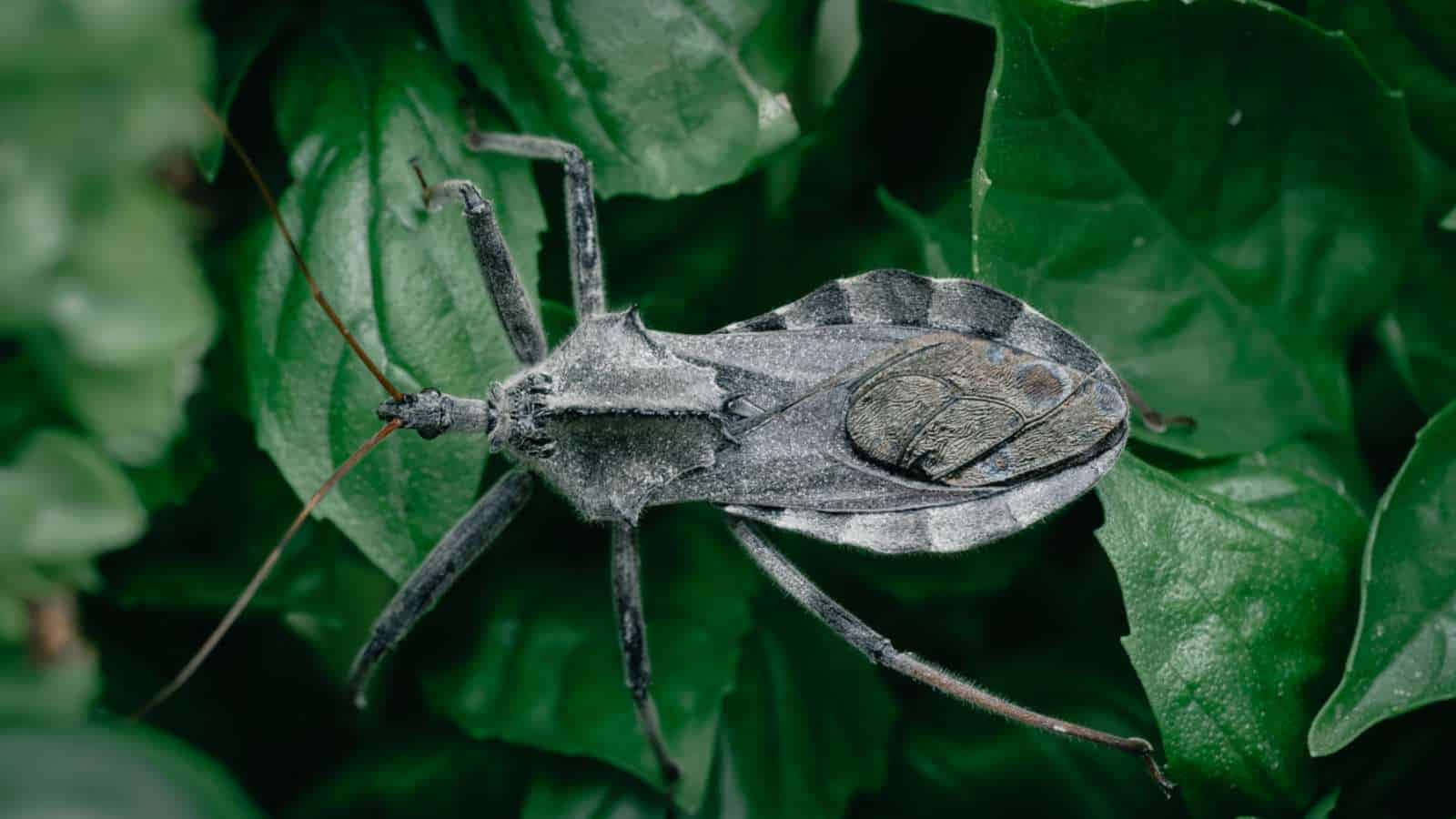 Wheel Bug On Green Leaves.jpg Wallpaper