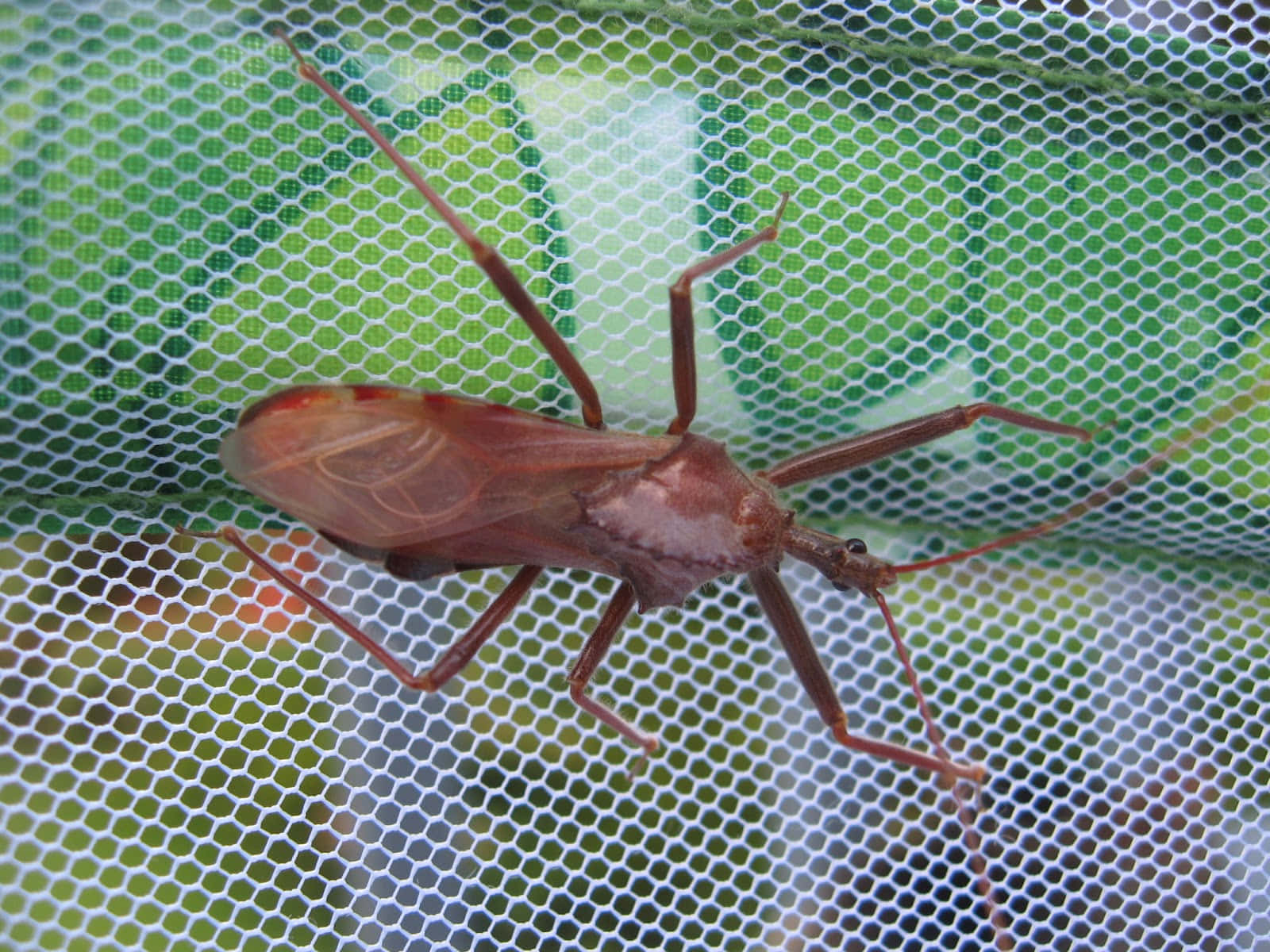 Wheel Bug On Screen Mesh Wallpaper