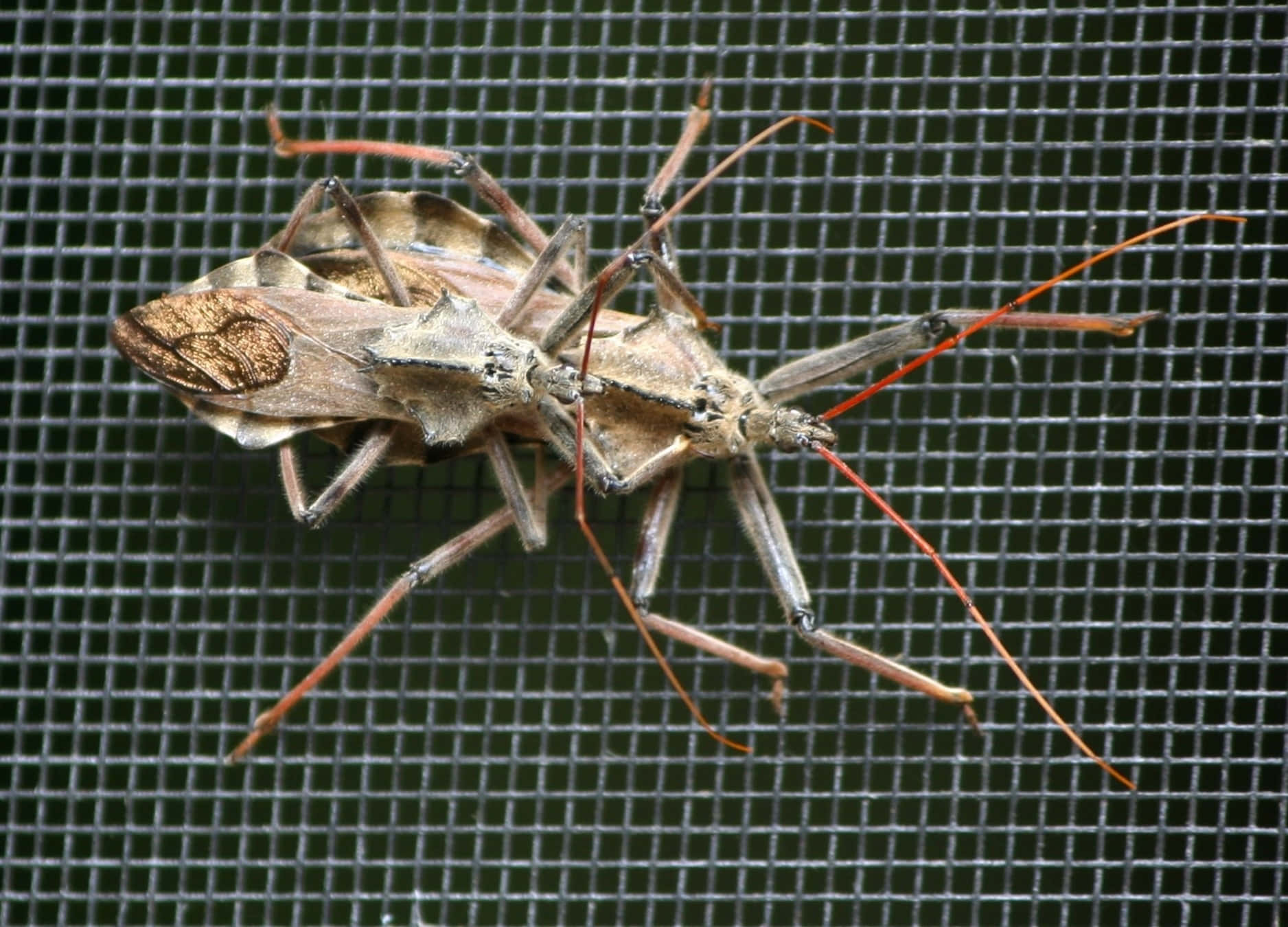 Wheel Bug On Screen Mesh.jpg Wallpaper