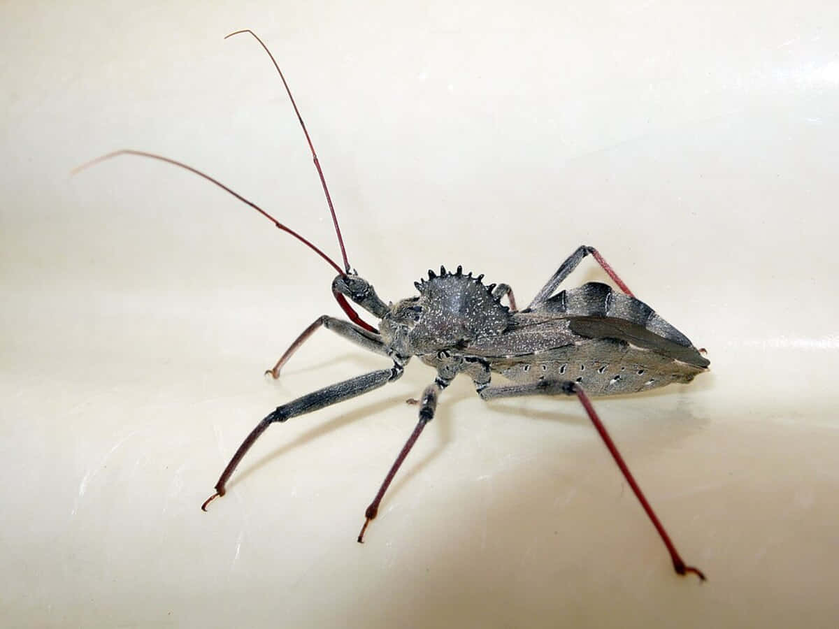 Wheel Bug On White Surface.jpg Wallpaper