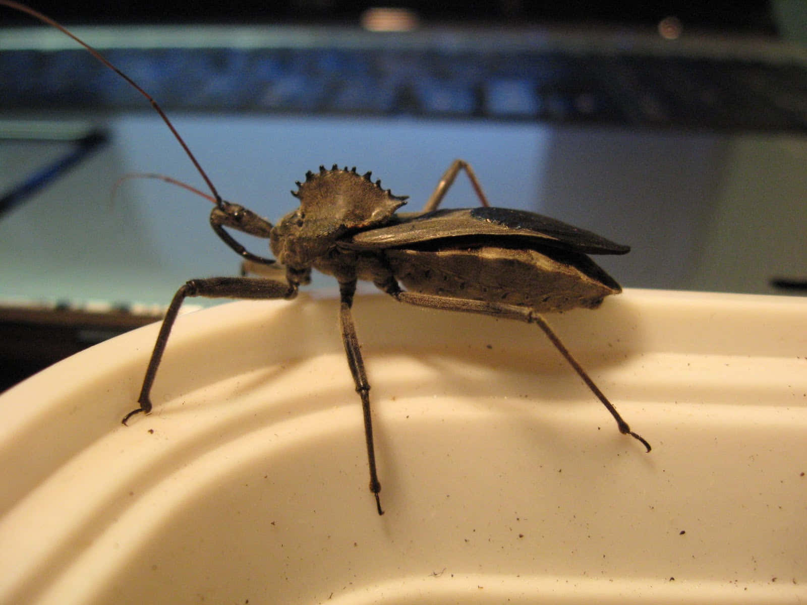 Wheel Bug On White Surface Wallpaper