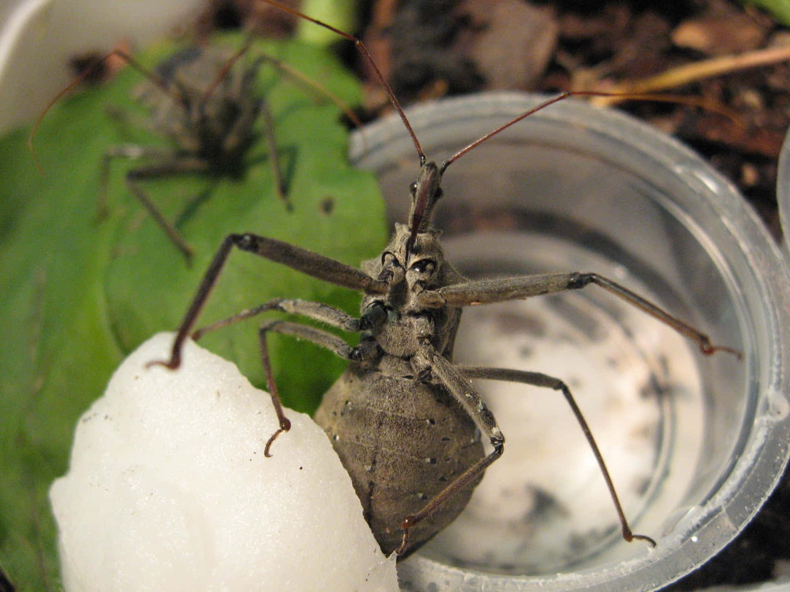 Wheel Bug Up Close Wallpaper