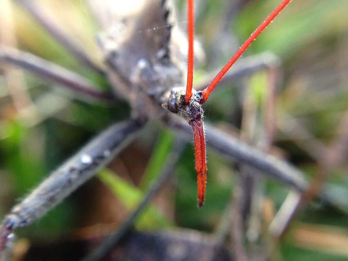 Wheel Bug Up Close Wallpaper