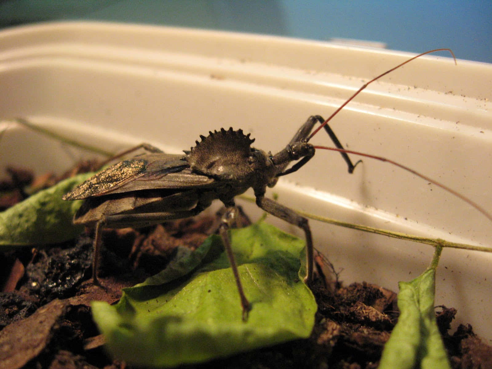 Wheel Bug Up Close Wallpaper