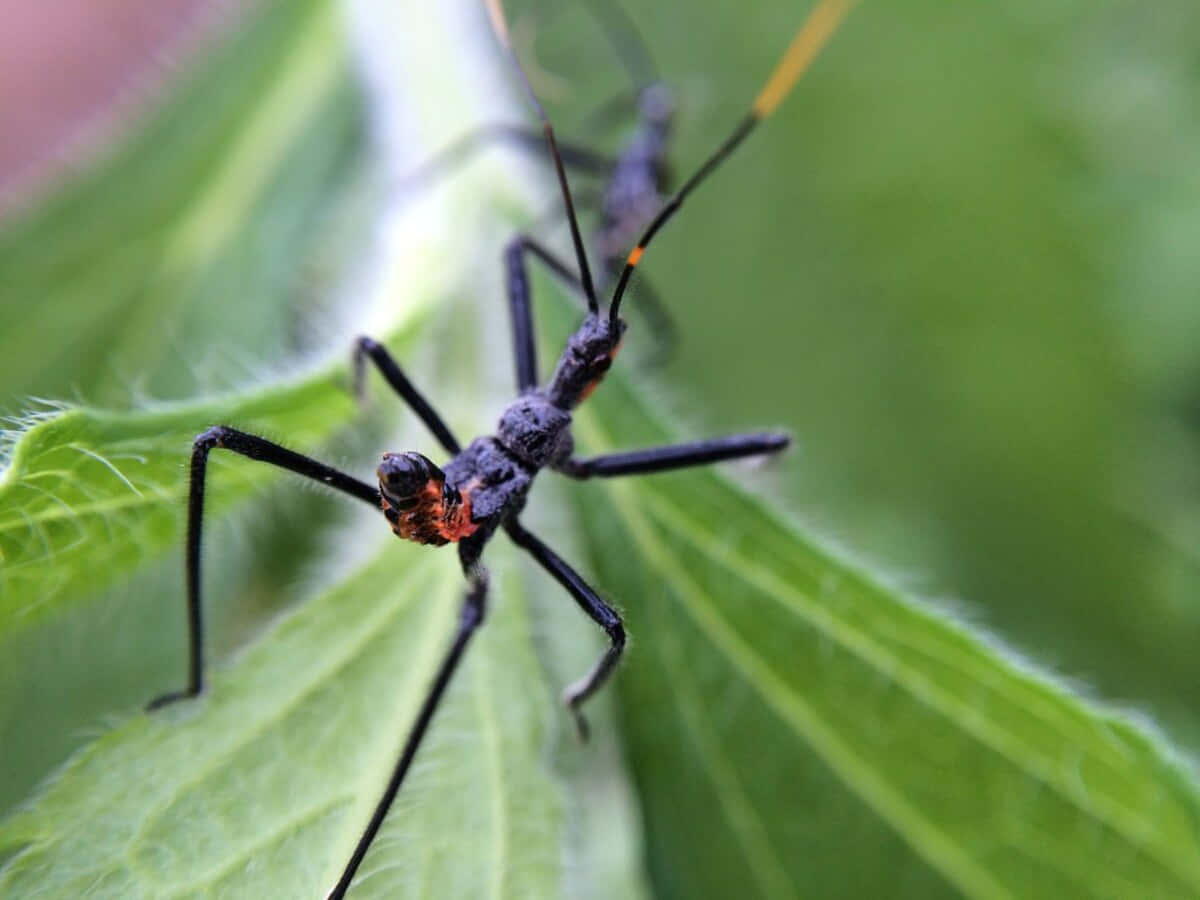 Wheel Bug Up Close Wallpaper