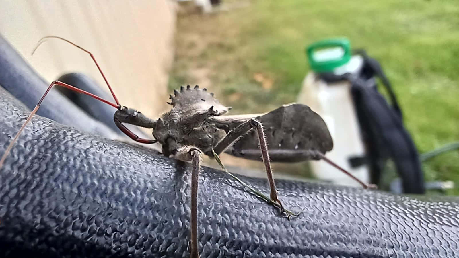 Wheel Bug Up Closeon Textured Surface Wallpaper