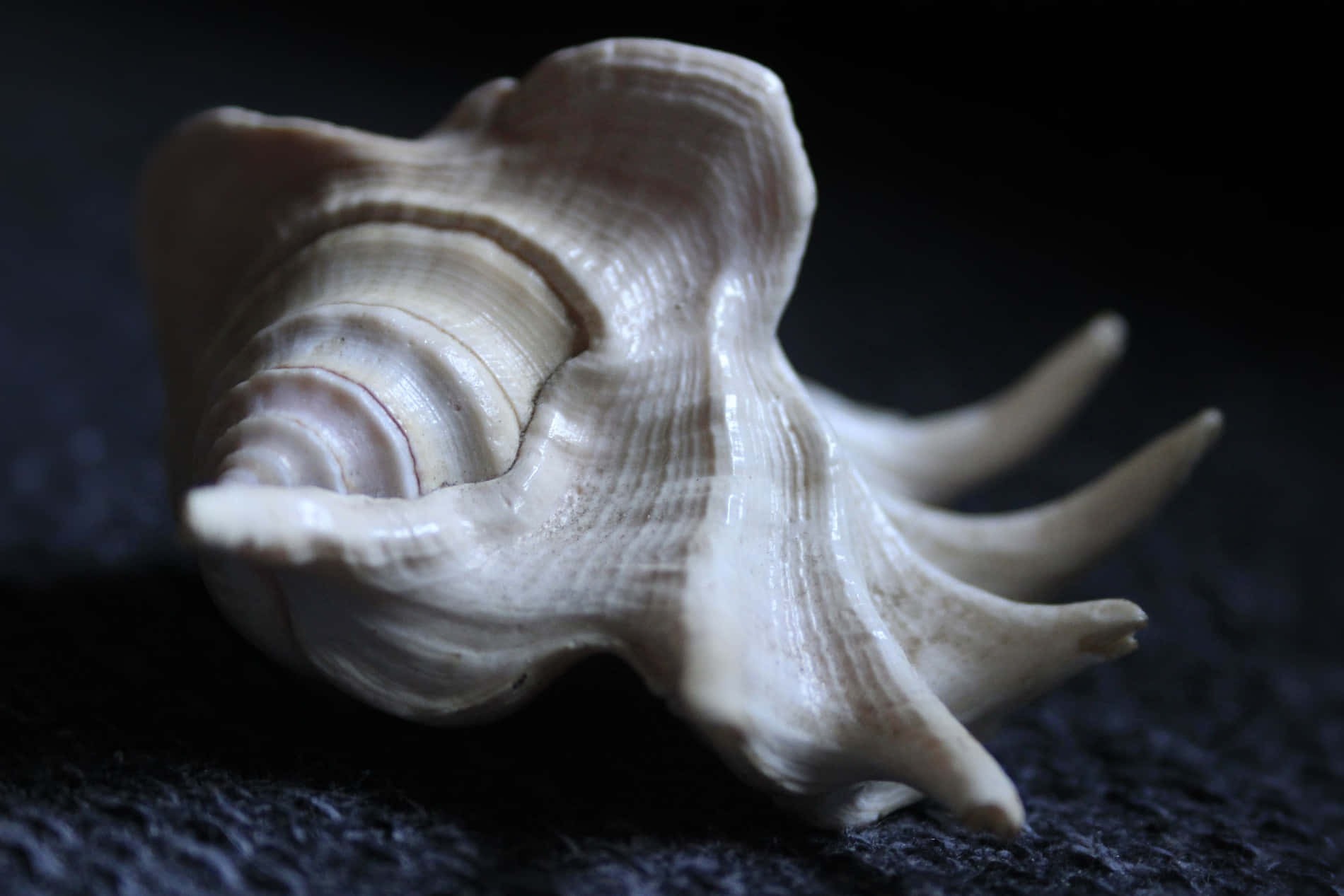 Whelk Shell Close Up Wallpaper