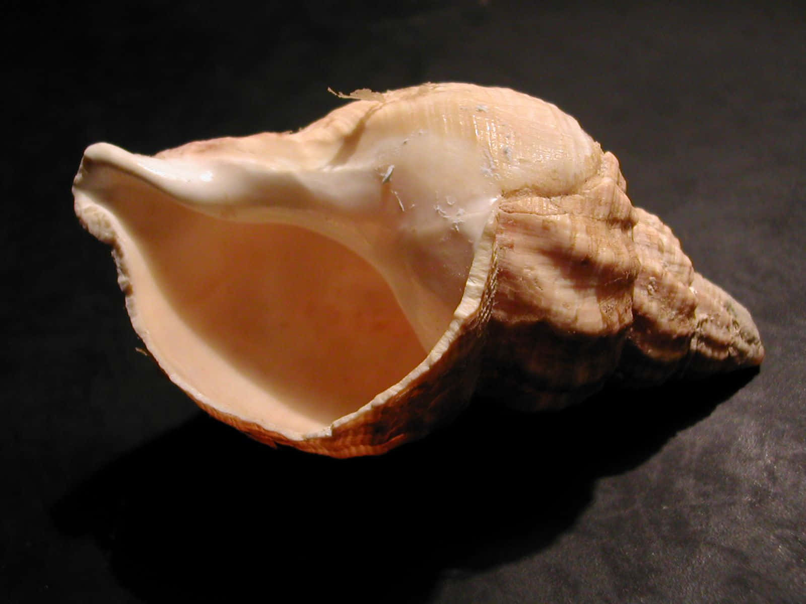 Whelk Shellon Dark Background Wallpaper