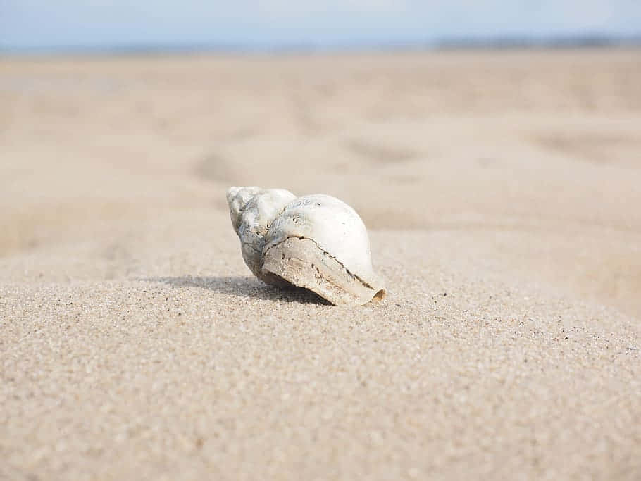 Whelk Shellon Sandy Beach Wallpaper