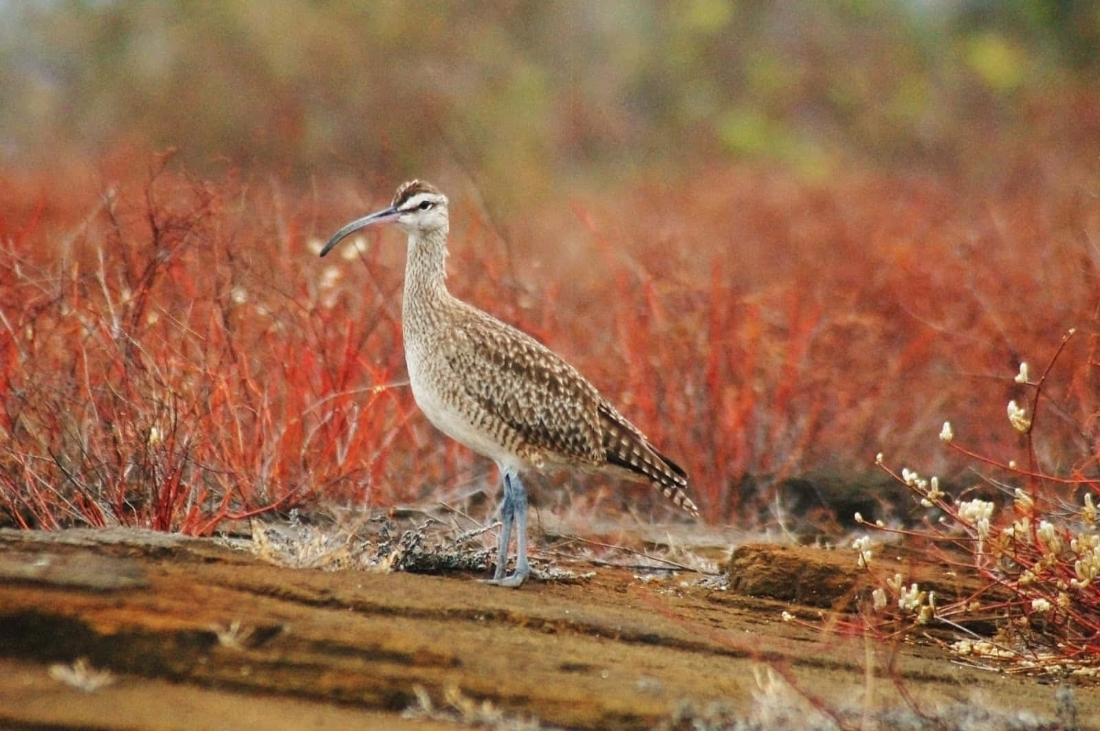 Whimbrelin Autumn Habitat.jpg Wallpaper