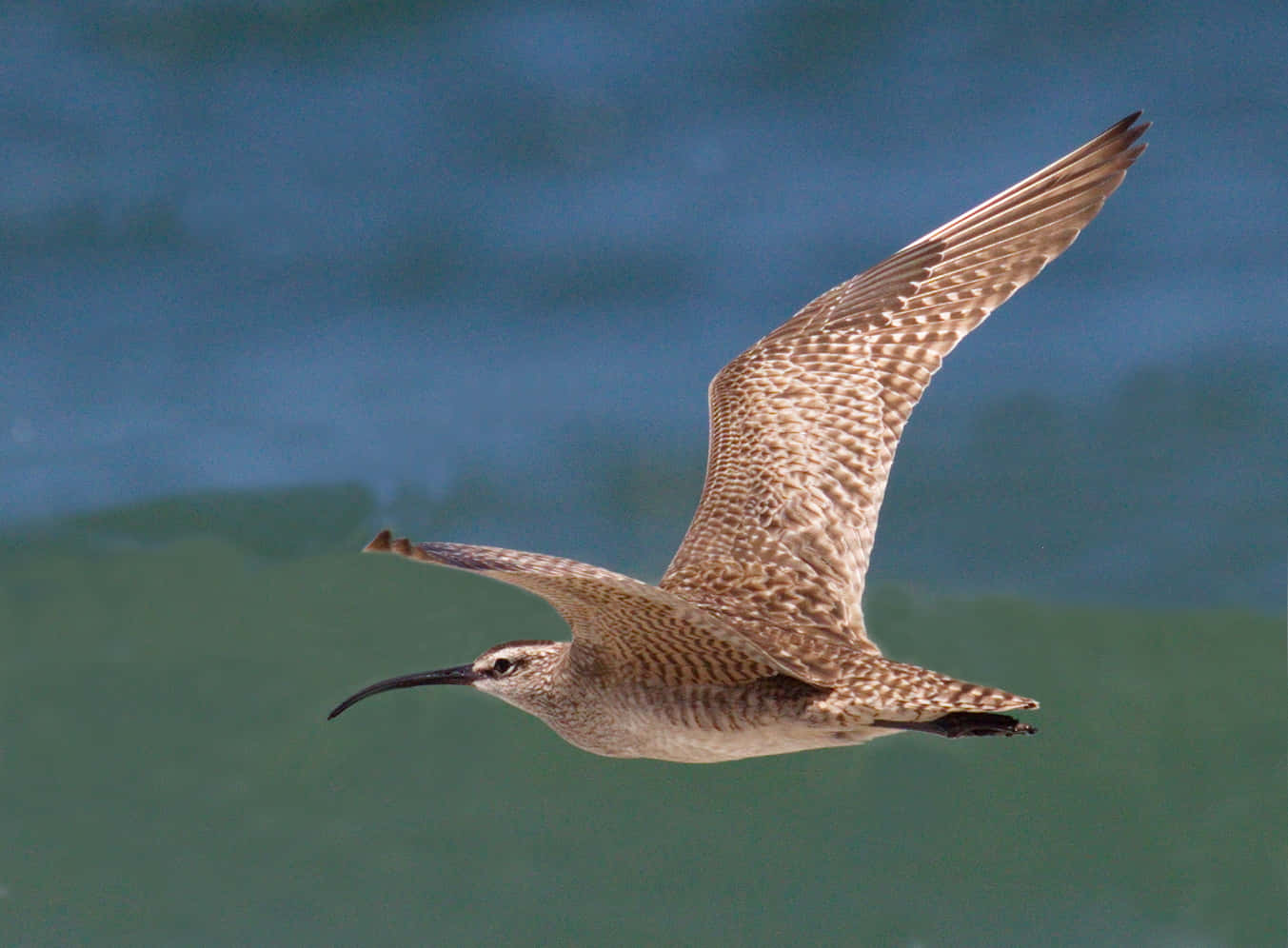 Whimbrelin Flight Wallpaper