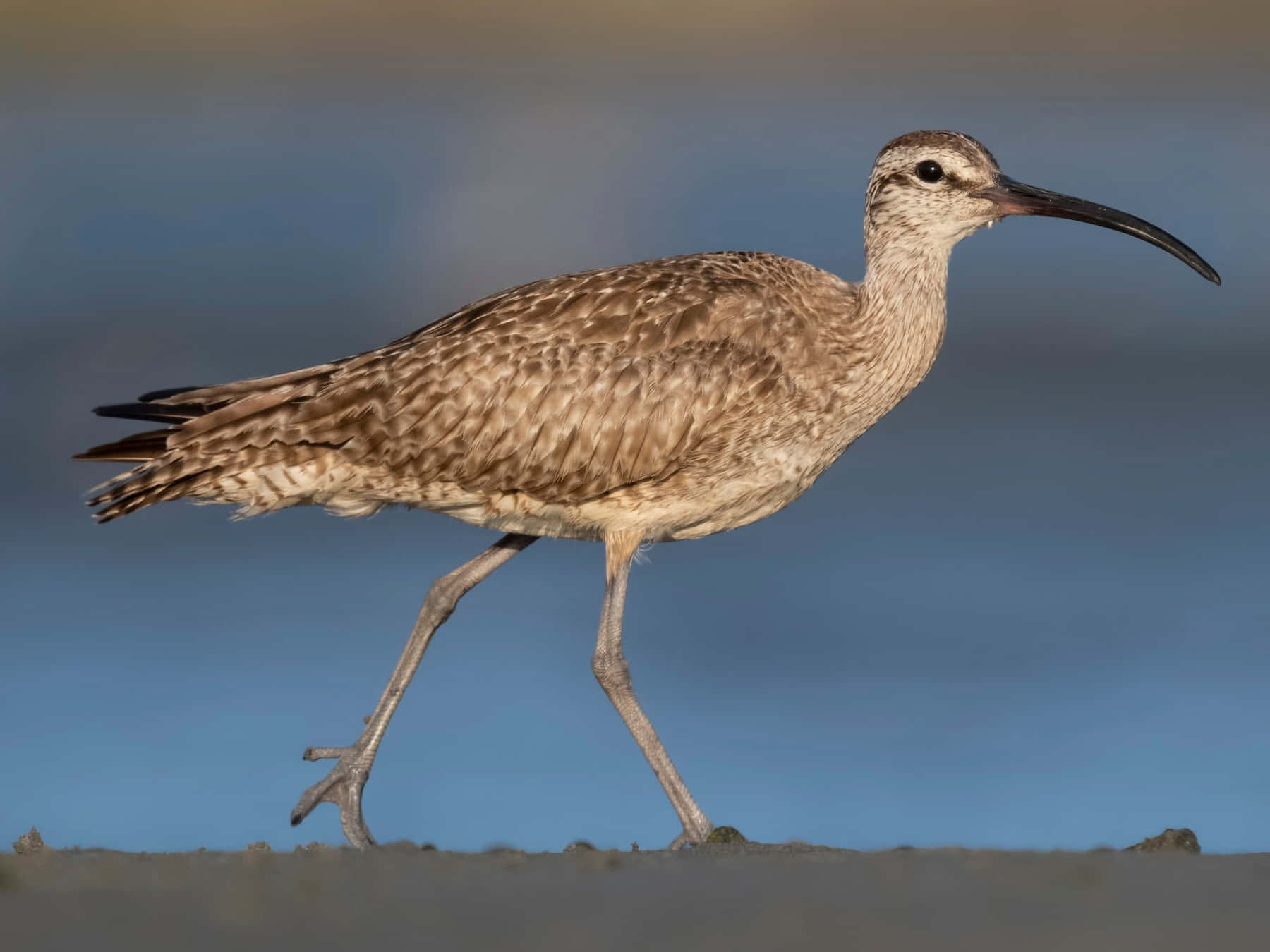 Whimbrelin Natural Habitat.jpg Wallpaper