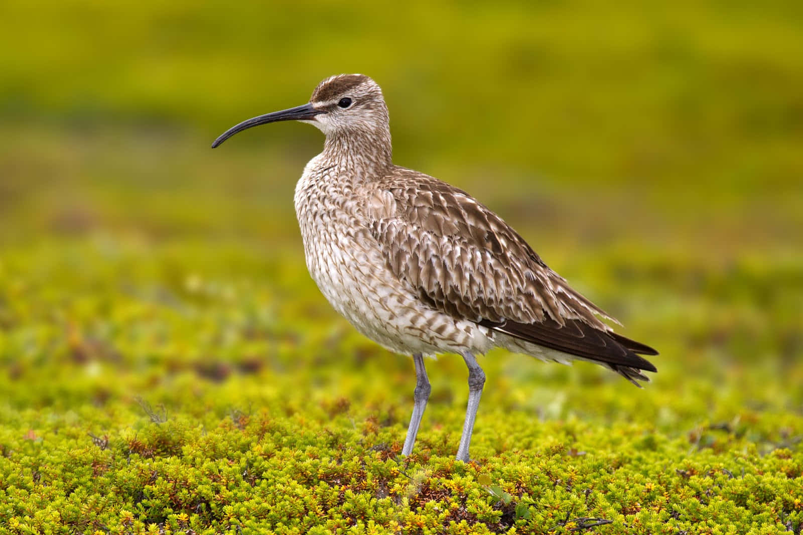 Whimbrelin Natural Habitat.jpg Wallpaper