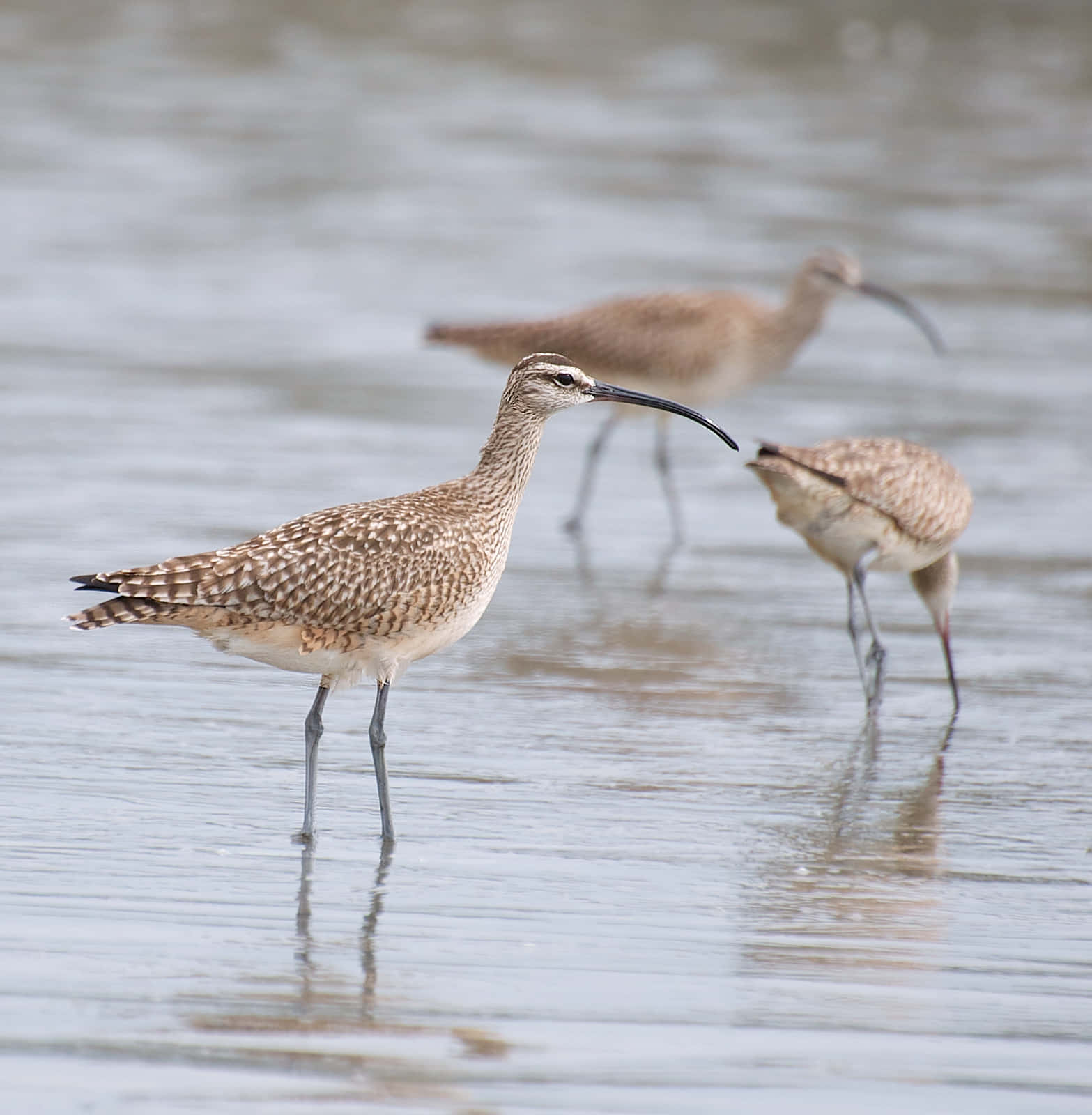 Whimbrels Foraging Shorebirds.jpg Wallpaper