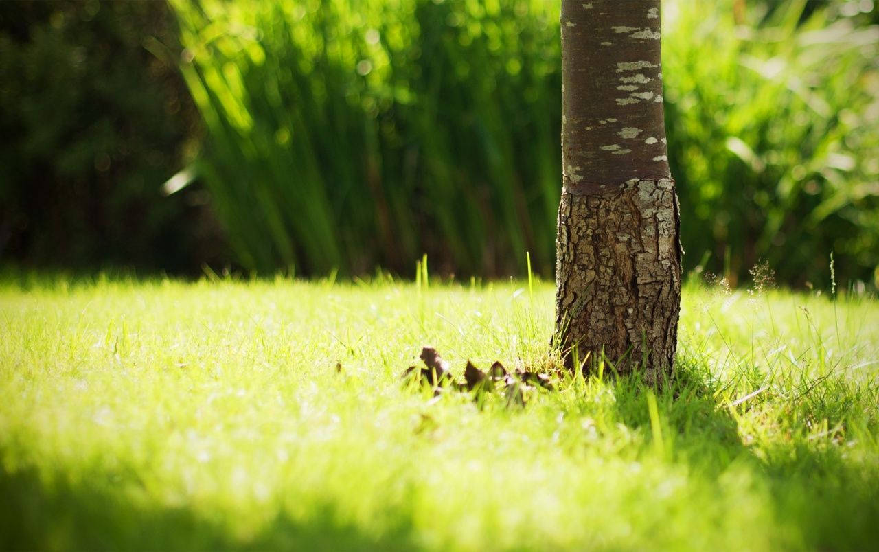 Whimsical Green Blades Of Grass Wallpaper